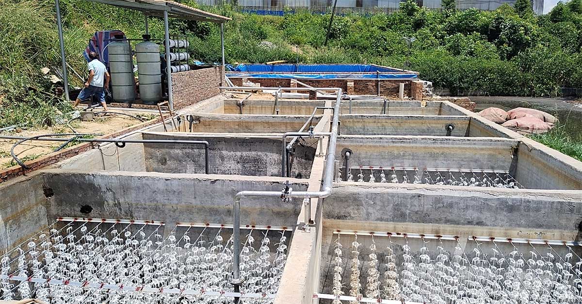 Hệ thống xử lý nước thải chăn nuôi đạt chuẩn
