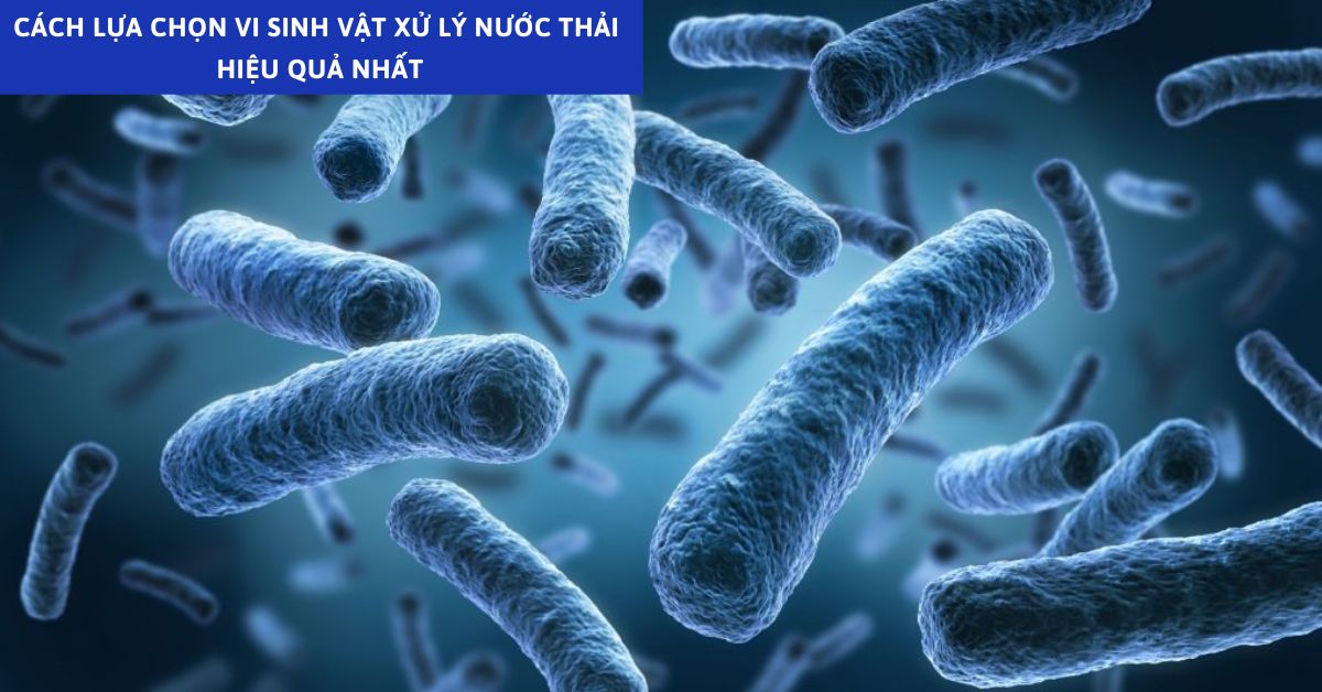 Cách Lựa Chọn Vi Sinh Vật Xử Lý Nước Thải Hiệu Quả Nhất