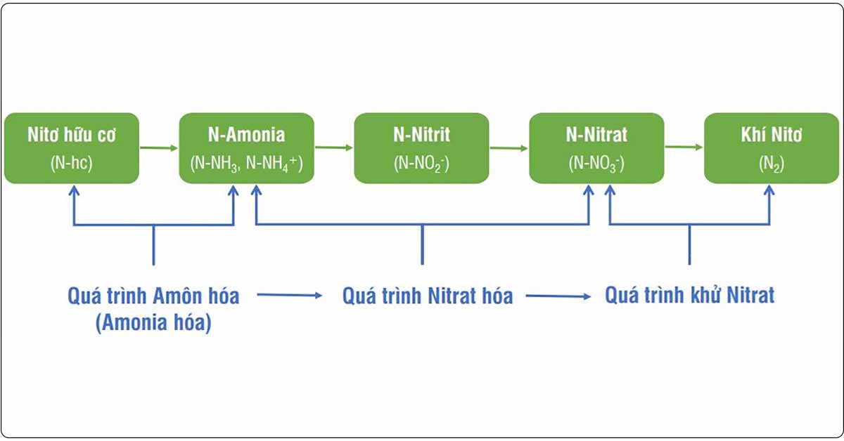 Quá trình xử lý nitơ trong nước thải