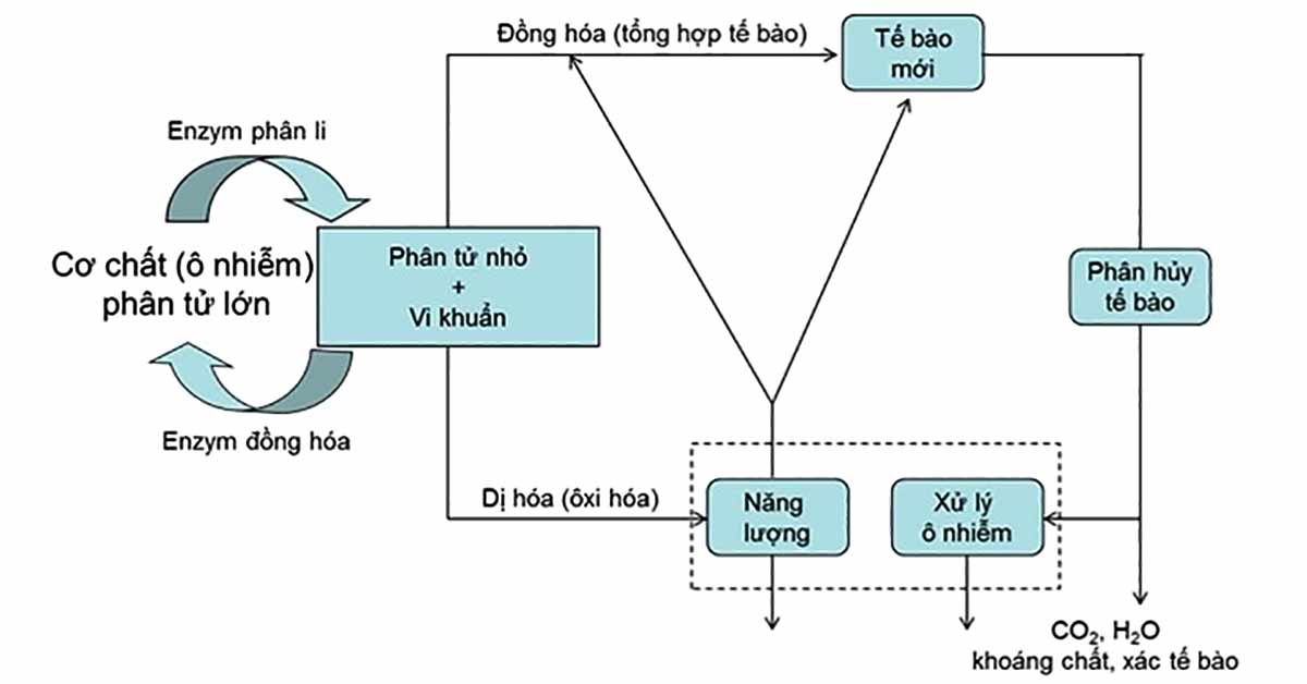 Nguyên lý xử lý nước thải sinh hoạt bằng vi sinh vật