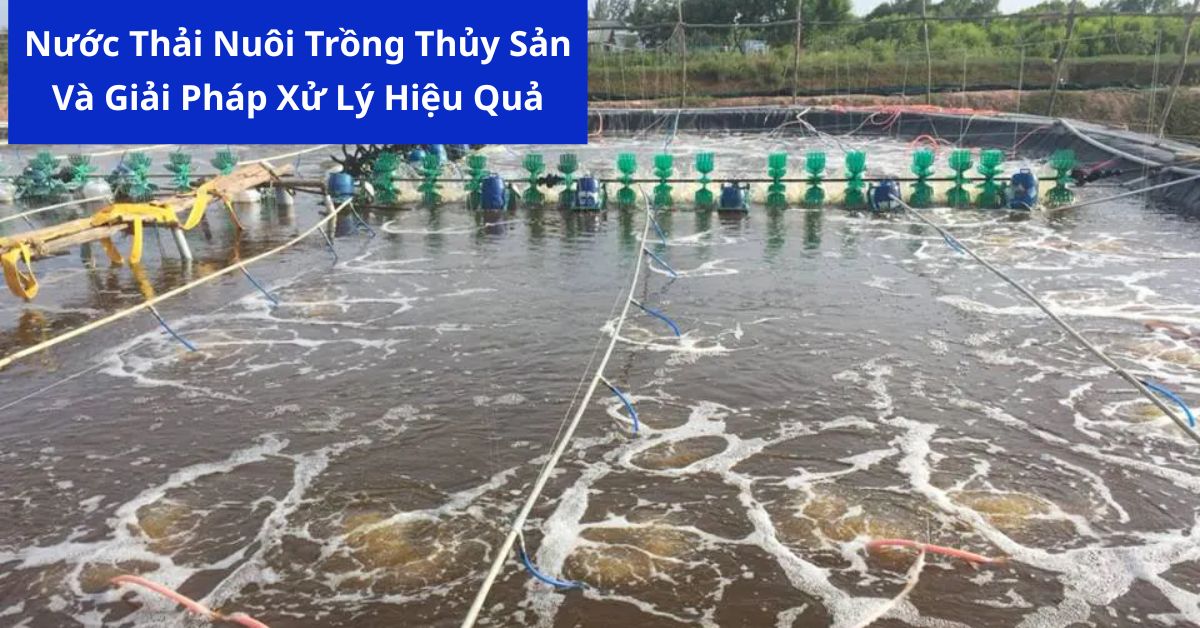 Nước Thải Nuôi Trồng Thủy Sản Và Giải Pháp Xử Lý Hiệu Quả