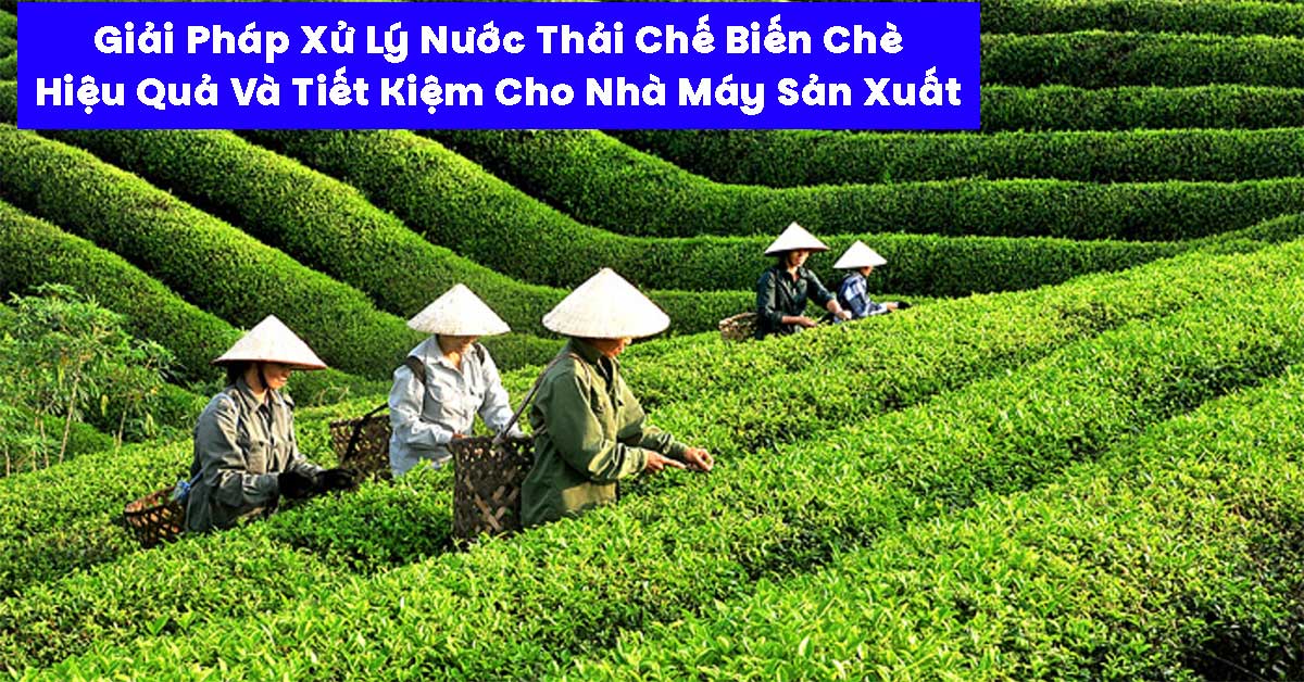 Giải Pháp Xử Lý Nước Thải Chế Biến Chè Hiệu Quả Và Tiết Kiệm Cho Nhà Máy Sản Xuất