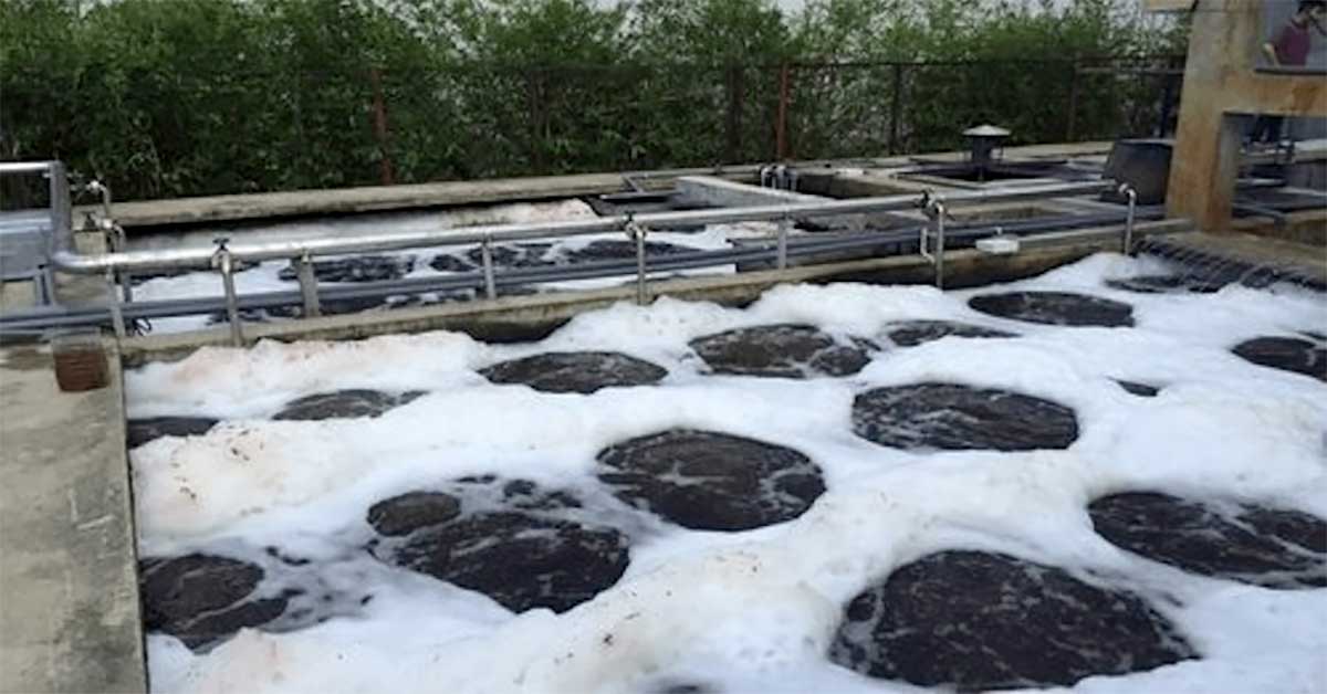 Sốc tải làm vi sinh bị chết, ảnh hưởng trực tiếp đến hiệu quả xử lý