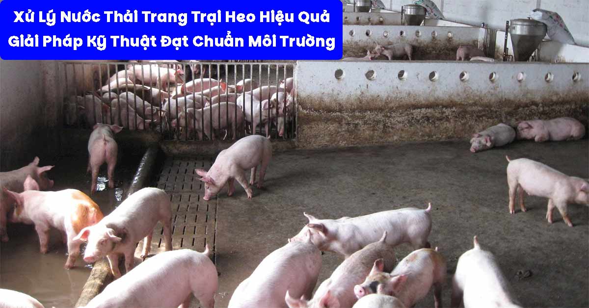 Xử Lý Nước Thải Trang Trại Heo Hiệu Quả: Giải Pháp Kỹ Thuật Đạt Chuẩn Môi Trường