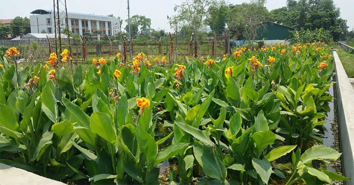 Bãi lọc trồng cây