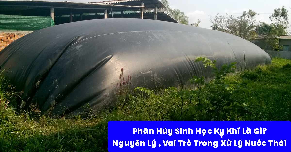 Phân Hủy Sinh Học Kỵ Khí Là Gì? Nguyên Lý Và Vai Trò Trong Xử Lý Nước Thải