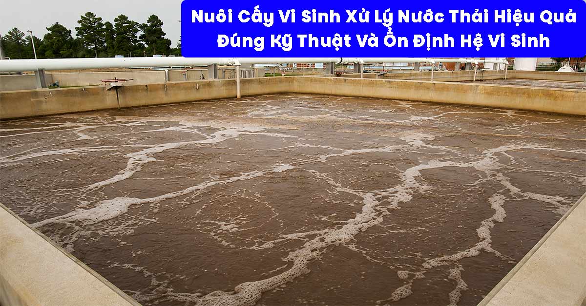 Nuôi Cấy Vi Sinh Xử Lý Nước Thải Hiệu Quả, Đúng Kỹ Thuật Và Ổn Định Hệ Vi Sinh
