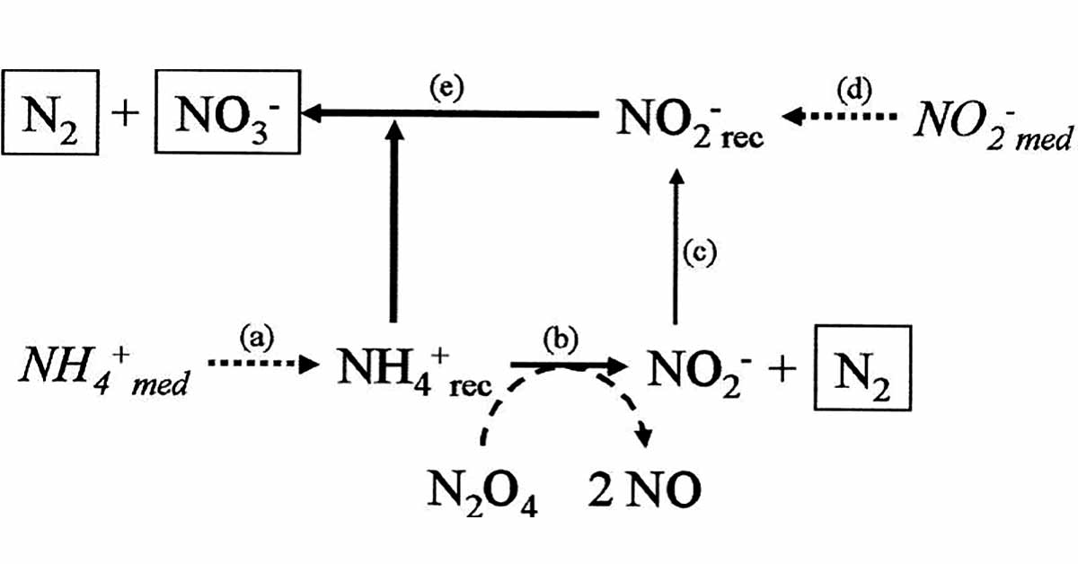 Công nghệ Anammox xử lý amoni trong nước thải