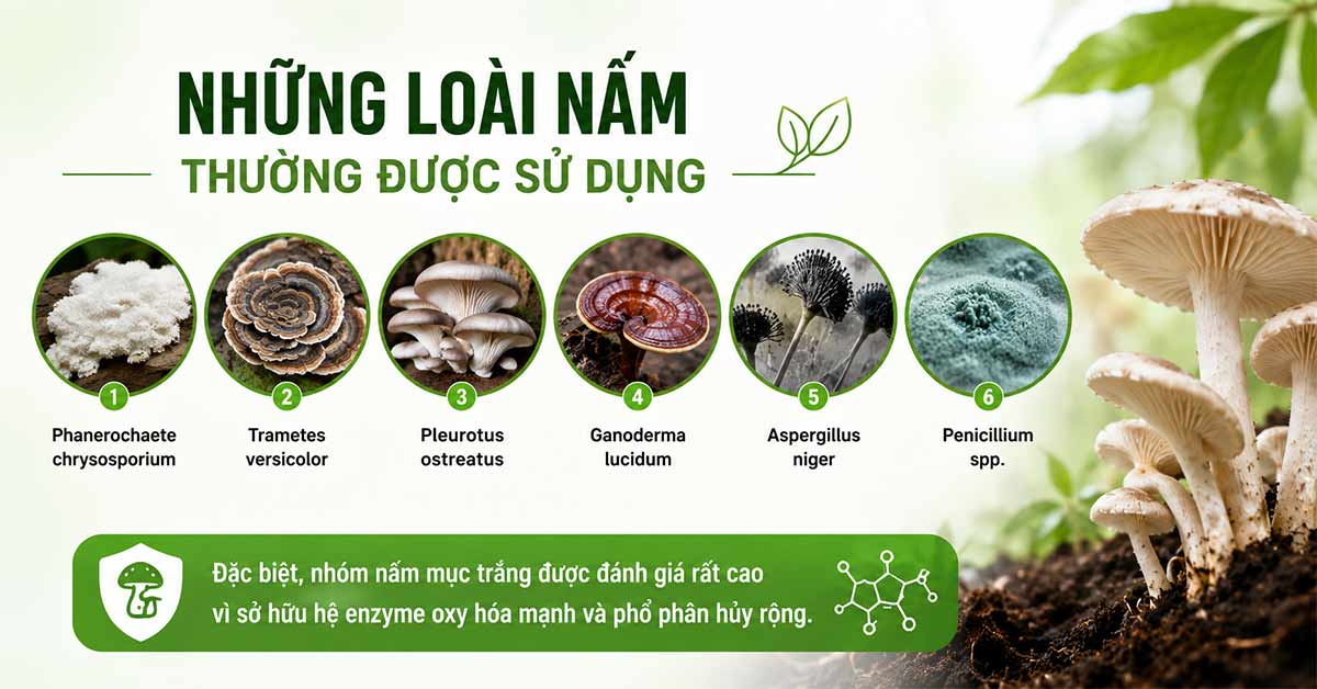 Những loài nấm thường được sử dụng trong phương pháp sinh học Mycoremediation