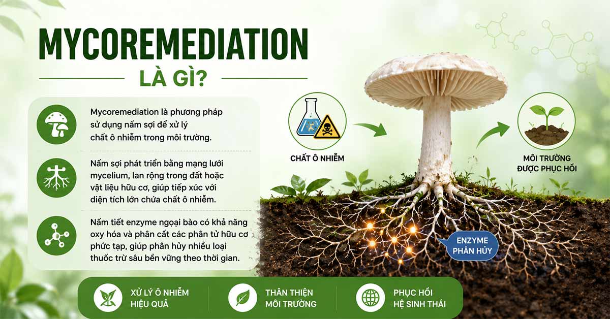Phương pháp sinh học Mycoremediation
