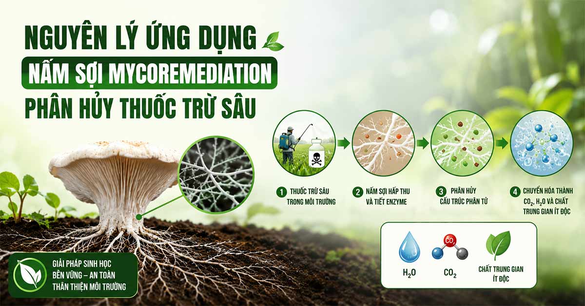 Nguyên lý ứng dụng nấm sợi mycoremediation phân hủy thuốc trừ sâu