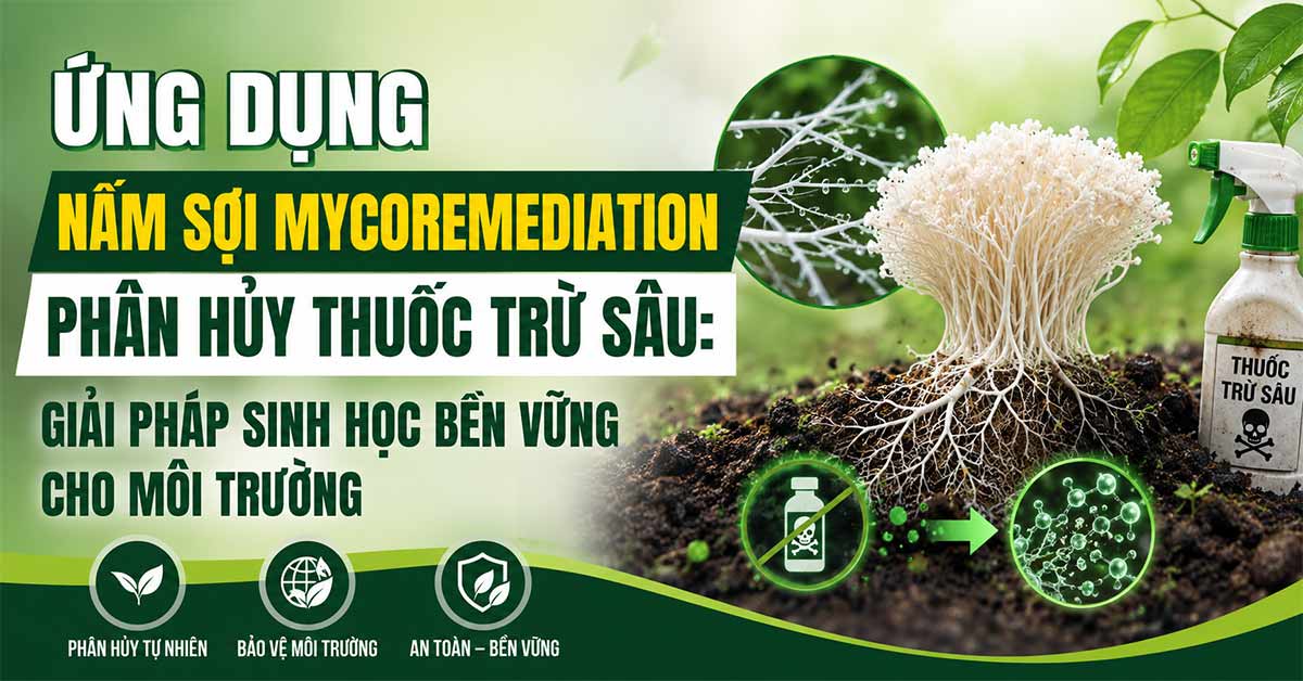 Ứng Dụng Nấm Sợi Mycoremediation Phân Hủy Thuốc Trừ Sâu: Giải Pháp Sinh Học Bền Vững Cho Môi Trường