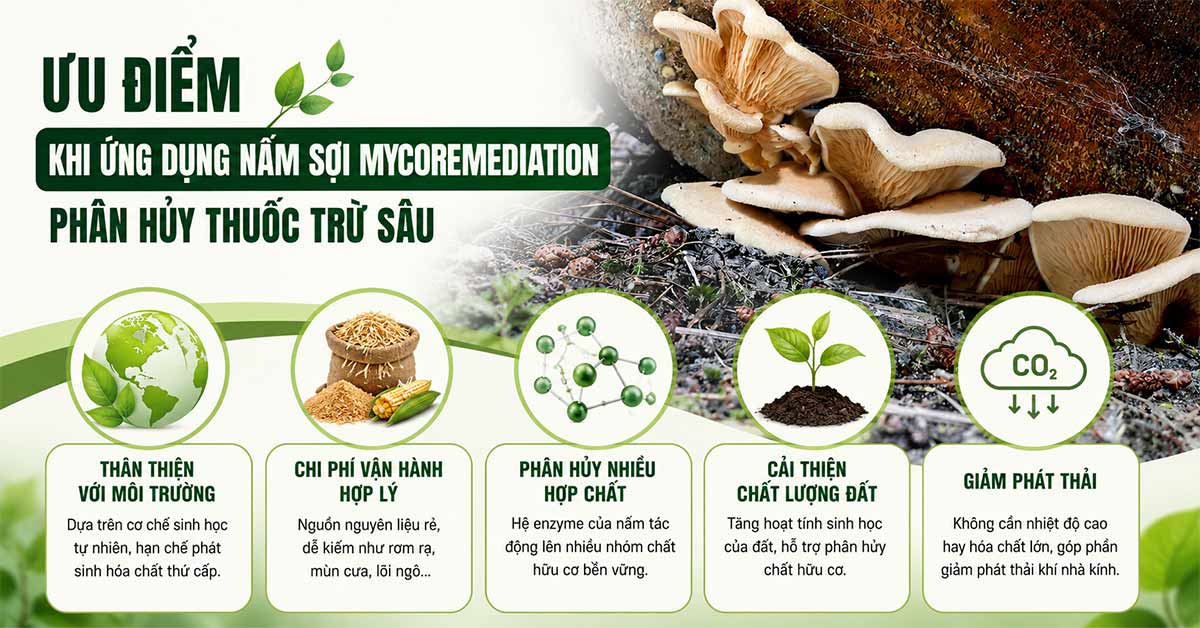 Ưu điểm khi ứng dụng nấm sợi mycoremediation phân hủy thuốc trừ sâu
