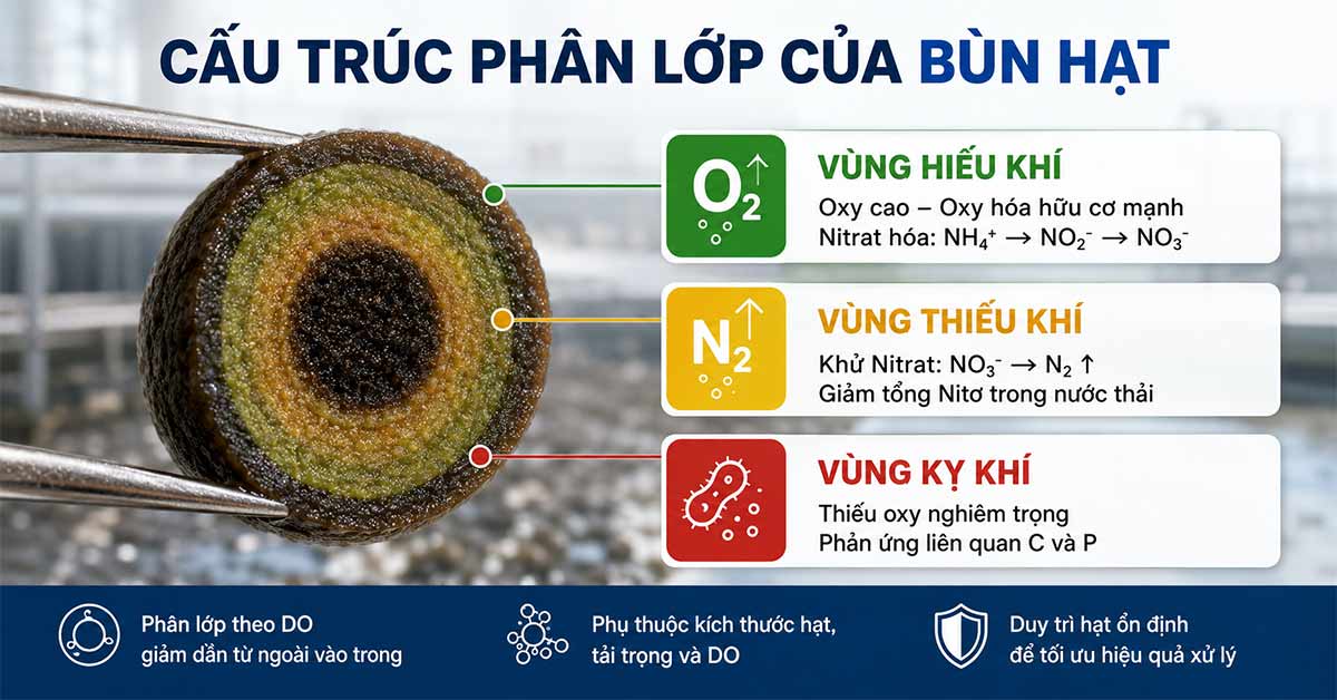 Cấu trúc phân lớp của bùn hạt