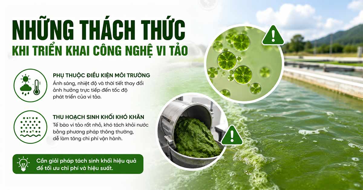 Những thách thức khi triển khai công nghệ vi tảo